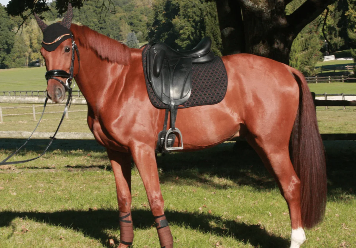 Tapis de selle INFI-KNIT dressage noir et caramel – Image 3